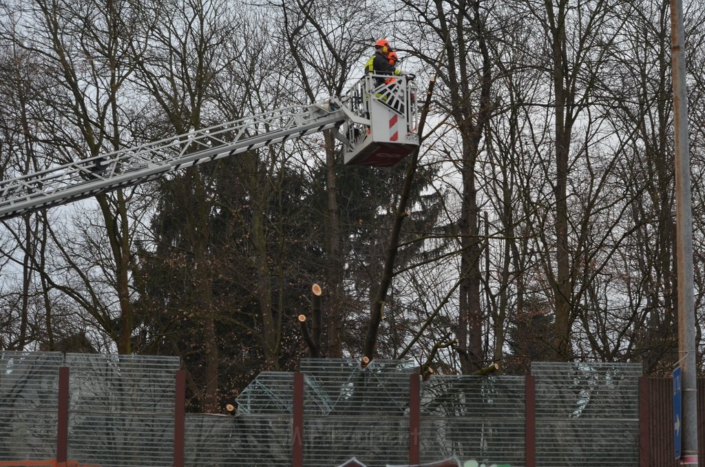 Einsatz BF Baum Koeln Vingst Vingster Ring P40.JPG - Miklos Laubert